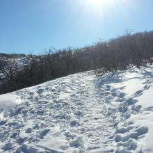 Summit trail - summit monument can be faintly seen.