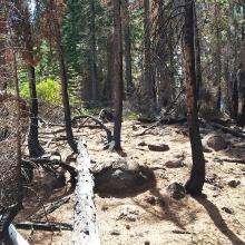Summit area - between the burn and the manzanita