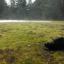 Moss garden on trail