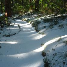 Along the trail to Larch Mountain