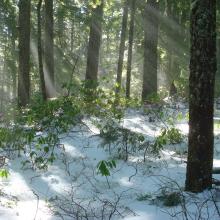Along the trail to Larch Mountain