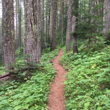 Little Huckleberry Trail