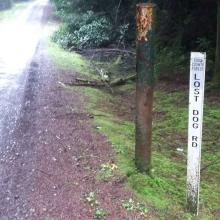 Lost Dog Road