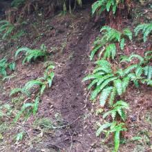 Game Trail to summit.