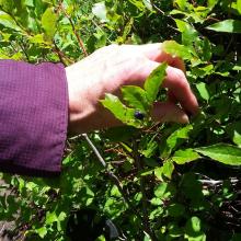 Sawtooth Huckleberries