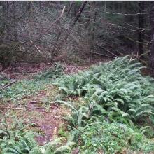 Flagging Tape and Trail to Wildcat