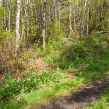 Trailhead off Logging Road