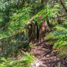 Typical Unmaintained Trail