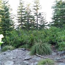 Wildcat Mountain Summit