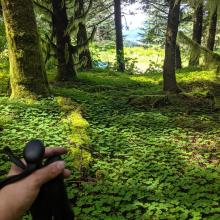Just inside the forest looking back at the entrance.