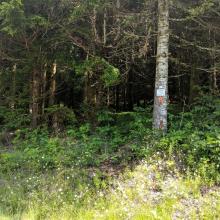 Opening to the trees from the road.