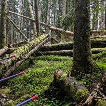 Fallen trees at the summit peak.