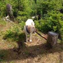 Bored dog...chewing on a stick to pass time