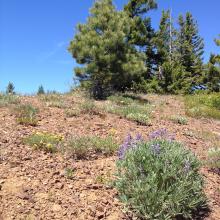 Late Spring / Early Summer Flowers - Teanaway Ridge Trail