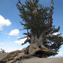 1,500 year old tree on route between Throop Peak and Mount Baden-Powell