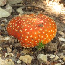 Amanita Muscaria, generally comsidered a poisonous mushroom