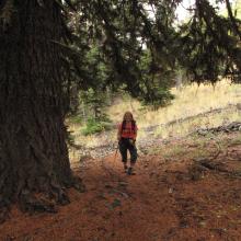 One of the GIANT trees in the Bean Creek valley