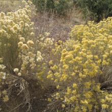 Dried flowers of Mid-Fall
