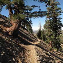 Typical San Gabriel Mountains high country trail