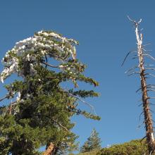 Rime ice on the trees near summit of Mount Williamson