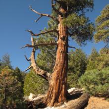 Beautiful "Calocedrus Decurrens" (Incense Cedars) trees along the trail
