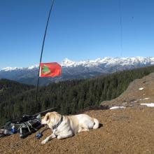 Dexter the SOTA Dog keeping watch for Cougar