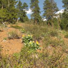 Flowers and Ponderosa Pines on trail approach