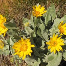 Flowers on trail approach
