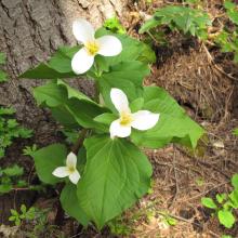Flowers on trail approach