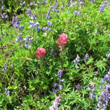 Flowers on first day of Summer, 2015