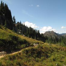 Dogs mushing back to TH