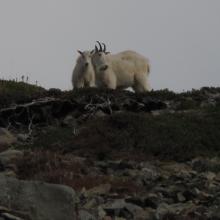 Goats en route to summit of fremont