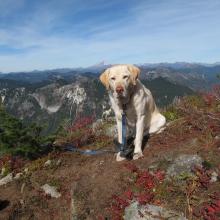 Dexter at K7MAS Operating Position