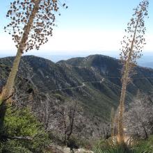 Flowers long since gone...