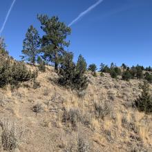 Typical boot beaten path on lower SW Ridge of Pine Mountain