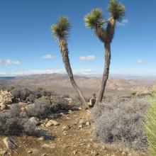 Namesake of JTNP - the Joshua Tree, looking west to San Gorgornio