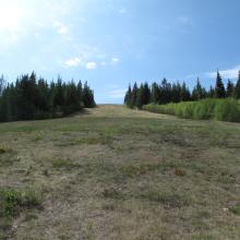 Typical lower mountain slopes en route to Chewelah Mountain