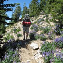 Flowers en route on Trail 1443