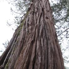 Incense Cedar on Waterman Mountain.