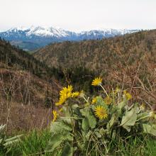 Flowers of Spring and snowy Stuart Range