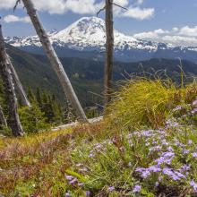Flowers & Mount Rainier -  - Photo - KG7EJT