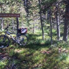 Cinnamon Bear Trail #93