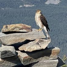 Cooper's Hawk on trail cairn