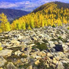 Ridge scramble and alpine larch