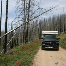 Snag forest common along the route and summits