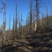 Vermilion Trail thru recent burn