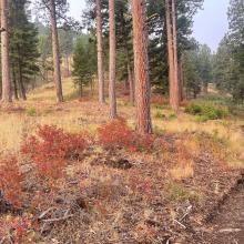 Open Forest Trail Sections