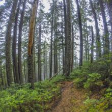 Typical middle section of trail