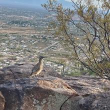 Tumamoc HIll Overlooking Tucson