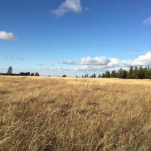 rocky meadow activation zone